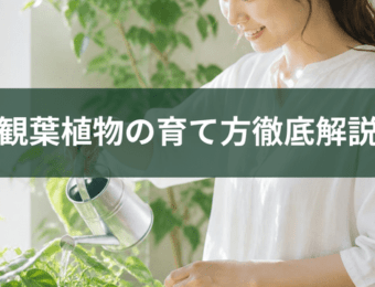 観葉植物の育て方