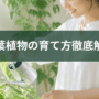 観葉植物の育て方