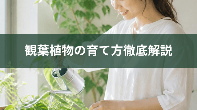 観葉植物の育て方