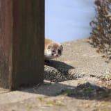 イタチの駆除方法 自分でできる 業者に頼む 農業 ガーデニング 園芸 家庭菜園マガジン Agri Pick