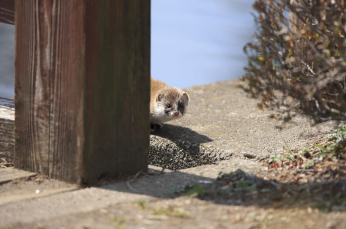 イタチの駆除方法 自分でできる 業者に頼む 農業 ガーデニング 園芸 家庭菜園マガジン Agri Pick