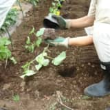 キュウリの苗の植え付け