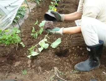 キュウリの苗の植え付け