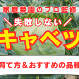 【家庭菜園のプロ監修】失敗しない！キャベツの栽培方法｜害虫対策や冬越し方法も