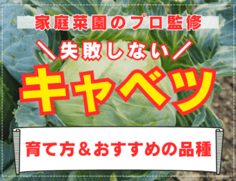 【家庭菜園のプロ監修】失敗しない！キャベツの栽培方法｜害虫対策や冬越し方法も