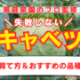 【家庭菜園のプロ監修】失敗しない！キャベツの栽培方法｜害虫対策や冬越し方法も
