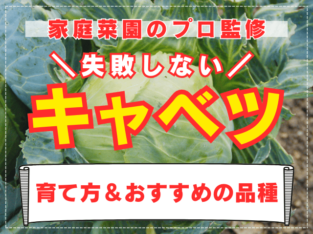 【家庭菜園のプロ監修】失敗しない！キャベツの栽培方法｜害虫対策や冬越し方法も