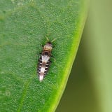 作物の葉を吸汁加害する農業害虫のアザミウマ類