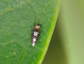 作物の葉を吸汁加害する農業害虫のアザミウマ類