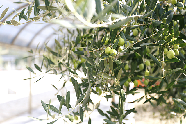 育て方のアドバイスつき オリーブの品種10選 見分け方や樹形の作り方を解説 農業 ガーデニング 園芸 家庭菜園マガジン Agri Pick
