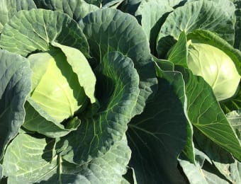 キャベツ栽培