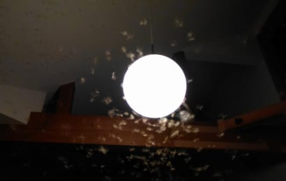 羽アリが群がる