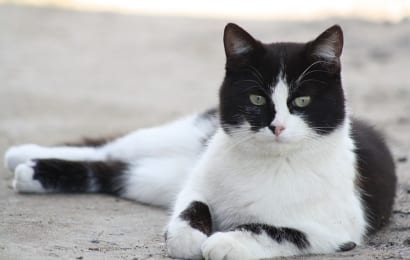 猫がくる道に木酢液をかける