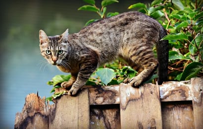 畑への猫糞の被害を防ぐ木酢液