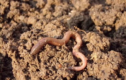 木酢液は、土壌の活性にも効果的