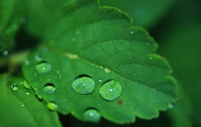 木酢液で植物を元気に