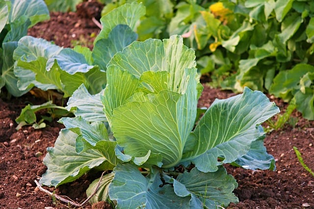 竹酢液を野菜作りに活用