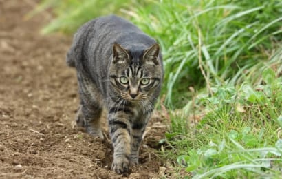 竹酢液は猫除けにも効く