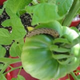 トマトについたネキリムシ