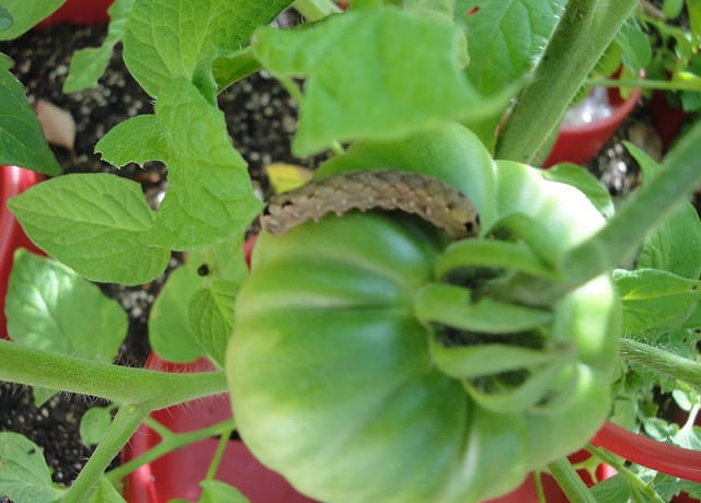 ネキリムシ カブラヤガ 発見のポイントと有効な駆除対策は 農業 ガーデニング 園芸 家庭菜園マガジン Agri Pick