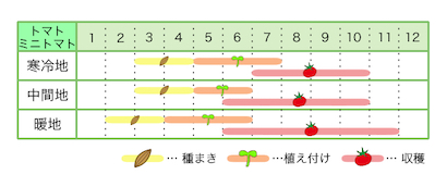 トマト ミニトマト 基本の育て方と本格的な栽培のコツ 農業 ガーデニング 園芸 家庭菜園マガジン Agri Pick