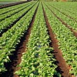 防草シートといえばザバーン プランテックス コスパと効果を徹底検証 農業 ガーデニング 園芸 家庭菜園マガジン Agri Pick