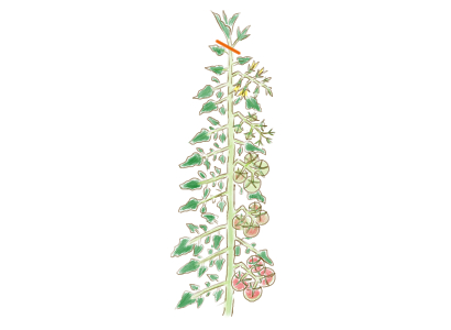 大玉トマト 摘芯