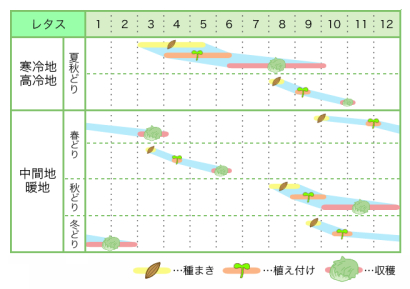 レタス 基本の育て方と本格的な栽培のコツ 農業 ガーデニング 園芸 家庭菜園マガジン Agri Pick