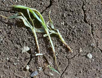 ピシウム菌によって苗立枯病が発生したコーン（トウモロコシ）の苗