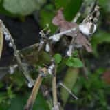 菌核病におかされた植物