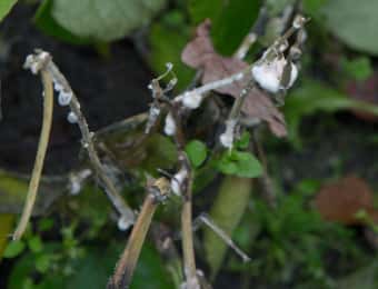 菌核病におかされた植物