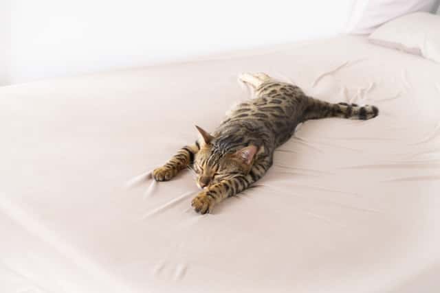 夏バテしている猫