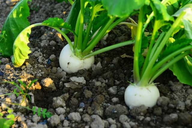 カブ 基本の育て方と本格的な栽培のコツ 農業 ガーデニング 園芸 家庭菜園マガジン Agri Pick