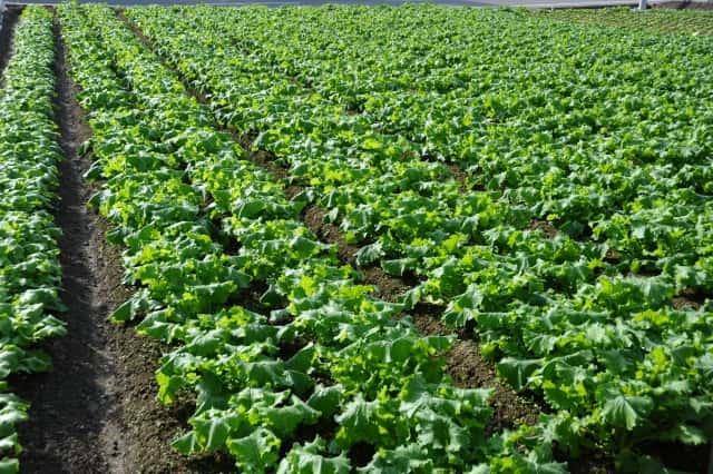 カブ 基本の育て方と本格的な栽培のコツ 農業 ガーデニング 園芸 家庭菜園マガジン Agri Pick