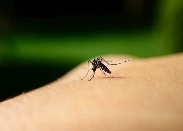 徹底解説 ボウフラの駆除方法 蚊の大量発生を断固阻止 農業 ガーデニング 園芸 家庭菜園マガジン Agri Pick