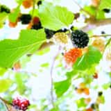黒や白や赤の桑の実がなった桑の木