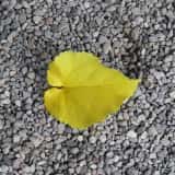 砂利と防草について