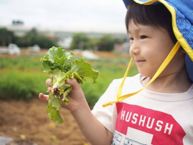 野菜を収穫する子ども