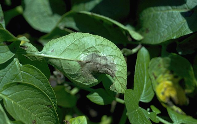 疫病の原因と対策 防除方法と使用薬剤 農薬 農業 ガーデニング 園芸 家庭菜園マガジン Agri Pick