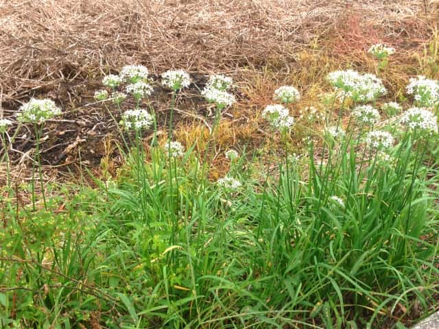 ニラ 基本の育て方と本格的な栽培のコツ 農業 ガーデニング 園芸 家庭菜園マガジン Agri Pick