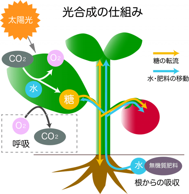 環境制御で光合成など植物の力を引き出す5つのポイント 農業