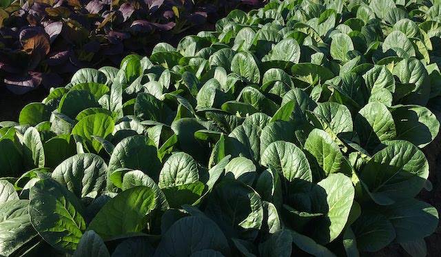 チンゲンサイ 基本の育て方と本格的な栽培のコツ 農業 ガーデニング 園芸 家庭菜園マガジン Agri Pick