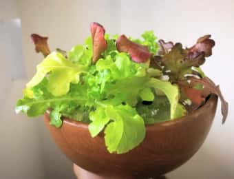 自作の水耕栽培器