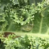 アブラナ科作物を食害するコナガの幼虫
