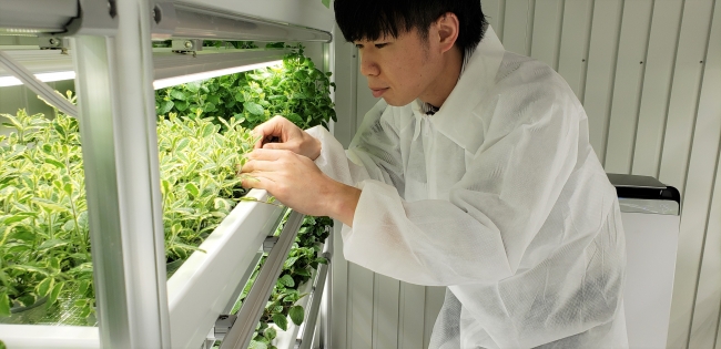 作物の手入れをする従業員