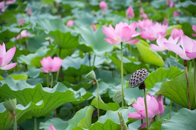 ハスの花と葉