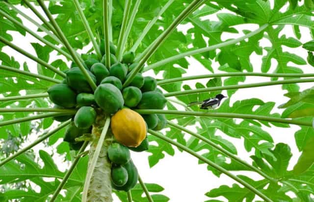 パパイヤの特徴や育て方 野菜としての栽培方法も紹介 農業 ガーデニング 園芸 家庭菜園マガジン Agri Pick