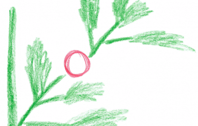 春菊の収穫の様子