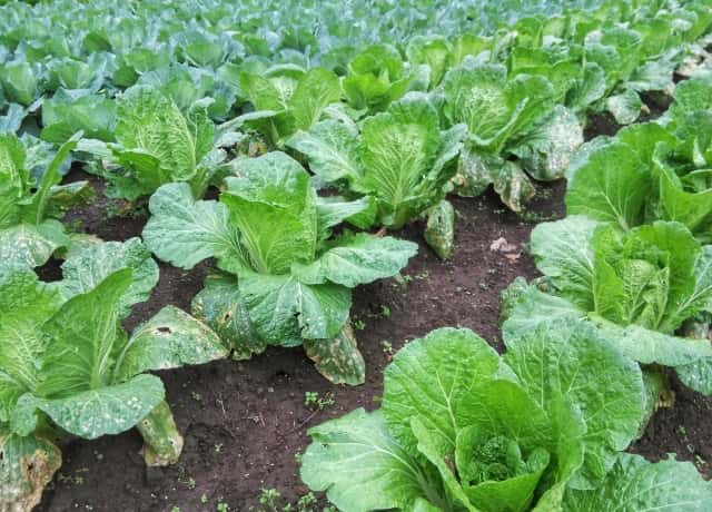 白斑病の原因と対策 防除方法と使用薬剤 農薬 農業 ガーデニング 園芸 家庭菜園マガジン Agri Pick