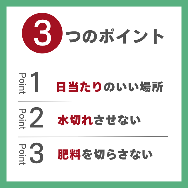 白ゴーヤの栽培、3つのポイント